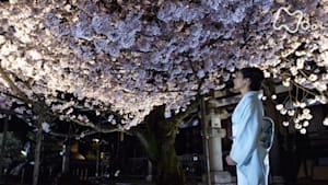 京都人の密かな愉しみ　桜散る