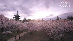 菊と桜　もうひとつの御所　京都・仁和寺
