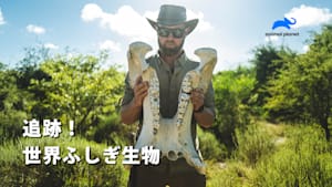 追跡！世界ふしぎ生物