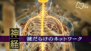 ヒューマニエンス　４０億年のたくらみ　“神経”　謎だらけのネットワーク