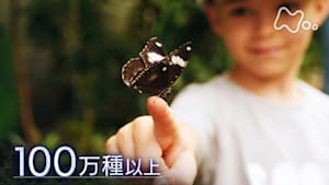 ヒューマニエンス　４０億年のたくらみ　“虫”　地球のもうひとつの主人公