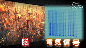 ヒューマニエンス　４０億年のたくらみ　“生体電気”　電気仕掛けのココロとカラダ