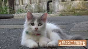 島ねこ物語