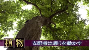 ヒューマニエンス　４０億年のたくらみ　“植物”　支配者は周りを動かす