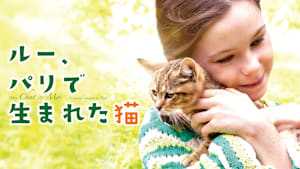 ルー、パリで生まれた猫