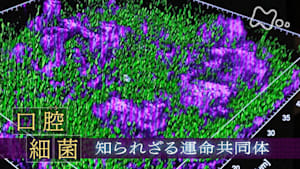ヒューマニエンス　４０億年のたくらみ　“口腔細菌”　知られざる運命共同体