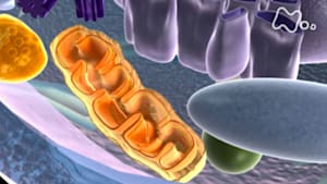 ヒューマニエンス　４０億年のたくらみ　“ミトコンドリア”　最も古く　最も大切な友人
