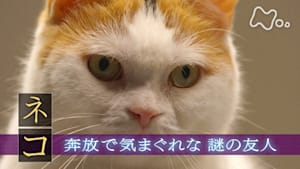 ヒューマニエンス　４０億年のたくらみ　“ネコ”　奔放で気まぐれな謎の友人