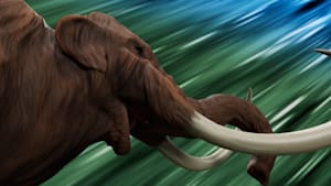 第30話 【レギュラーマッチ】インペリアルマンモス VS パラポネラ