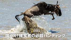 喰らえ！捕食者の必殺ハンティング