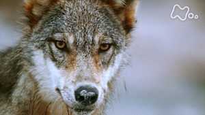 ワイルドライフ　カナダ　西海岸の島々　海に生きるオオカミ　アザラシを狙う