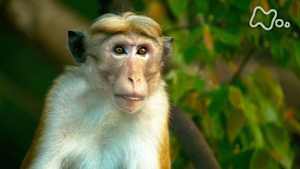 ワイルドライフ　スリランカ　試練の乾季　トクモンキー　群雄割拠の森を生き残れ