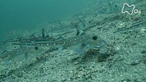 ワイルドライフ　カナダ　バンクーバー島　謎の深海魚ギンザメを追う！