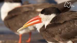 ワイルドライフ　アフリカ　ザンベジ川　奇っ怪なクチバシ！ハサミアジサシの謎に迫る