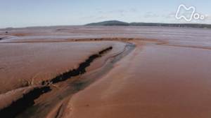 ワイルドライフ　北米ファンディ湾　干満差１６ｍ！　巨大干潟に渡り鳥大集結