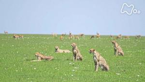 ワイルドライフ　アフリカ大サバンナ　最新報告！群れを作った５頭のチーター