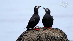ワイルドライフ　海鳥の楽園　北海道　天売島　ウトウが群舞し　ケイマフリが躍動する