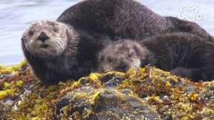 ワイルドライフ　北海道　霧の岬にラッコが集う