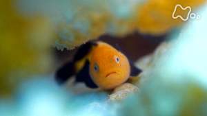 ワイルドライフ　世界自然遺産　西表島　豪華絢爛（けんらん）！知られざるハゼの世界