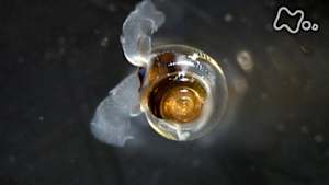 コズミックフロント　海洋酸性化　静かに迫る危機