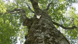 ワイルドライフ　世界遺産　白神山地　クマが駆け野鳥が集まるブナの巨木