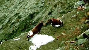 ワイルドライフ　北米　ロッキー山脈　冬の断崖　ビッグホーンが激突する！