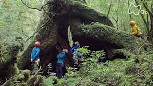 ワイルドライフ　世界遺産　屋久島　伝説の巨大杉を探せ！