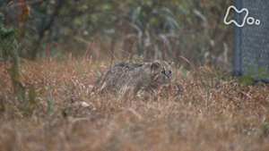 ワイルドライフ　絶滅から救え！日本の野生動物