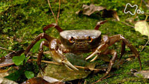 ワイルドライフ　沖縄やんばる　川に　森に　岩山に　サワガニが躍動する