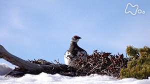 ワイルドライフ　絶滅から救え！　中央アルプス　ライチョウ復活作戦