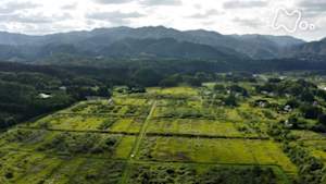 Ｎスペ　被曝（ばく）の森２０２１　変わりゆく大地