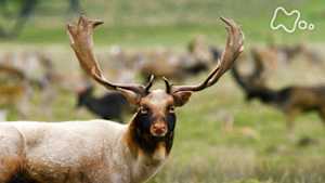 ワイルドライフ　英国南部　王が愛した森　ダマジカほえる！