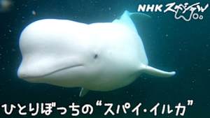 Ｎスペ　ひとりぼっちの“スパイ・イルカ”