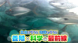 サイエンスＺＥＲＯ　魚食を守る！地球も守る！“養殖×科学”の最前線