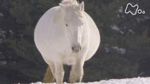 小さな旅　寒立馬（かんだちめ）とともに～青森県　尻屋～