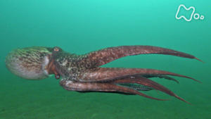 ワイルドライフ　四季　知床の海　巨大タコ　命懸けで我が子を守れ