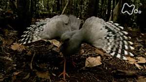 ワイルドライフ　南太平洋ニューカレドニア　飛べない珍鳥カグー