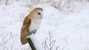 ワイルドライフ　イギリス田園地帯　激闘！フクロウｖｓタカ　夜と昼の王者が争う