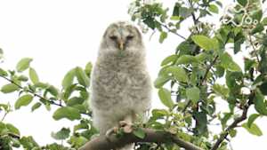 ワイルドライフ　青森　津軽平野　リンゴの里　フクロウと人が共に生きる