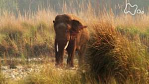 ワイルドライフ　ネパールの平原　アジアゾウ　謎の巨大オスを追う！
