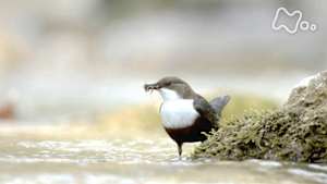 ワイルドライフ　東欧ルーマニア　神秘の滝　桃源郷にカワガラスが舞う