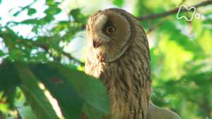 ワイルドライフ　イタリア　パルマ平野　美しきチーズの里に猛きんが舞う