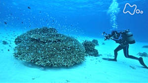 ワイルドライフ　命の素顔を撮る　動物写真家　野生へのまなざし