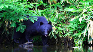 ワイルドライフ　自然写真家　野生へのまなざし　前川貴行　見つめあう　認めあう　素顔に迫る