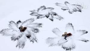 ワイルドライフ　シリーズ　新・映像詩　里山　（１）新潟の棚田　豪雪と生きる