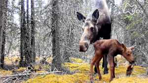 ワイルドライフ　カナダ　ユーコン　極北の大地に命のドラマを追う