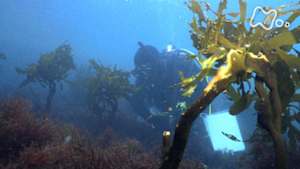 Ｎスペ　被災の海　未来をどう築くか