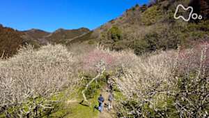小さな旅　ことしも梅の花が咲き　～東京　高尾梅郷～