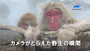 カメラがとらえた野生の瞬間