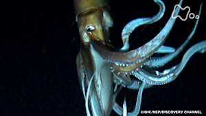 時をかけるテレビ～今こそ見たい！この１本～　世界初撮影！深海の超巨大イカ